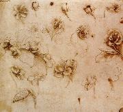 Leonardo  Da Vinci Flower Studies Spain oil painting artist